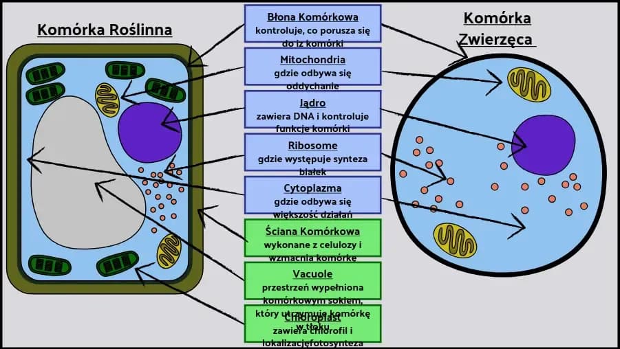 Jak wygląda komórka roślinna? Poznaj jej niezwykłą budowę i funkcje